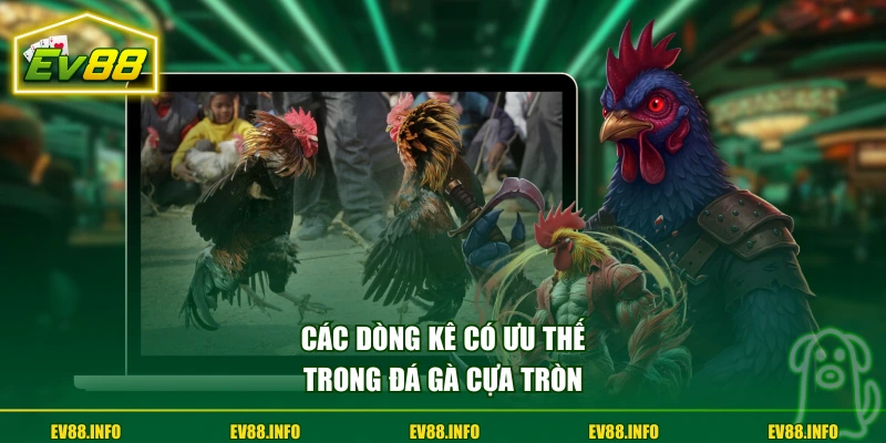 Đá Gà Cựa Tròn Hình Thức Thi Đấu Truyền Thống Kịch Tính 3 Các dòng kê có ưu thế trong đá gà cựa tròn