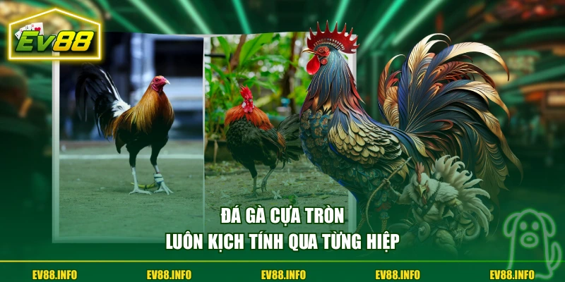 Đá Gà Cựa Tròn Hình Thức Thi Đấu Truyền Thống Kịch Tính 1 Đá gà cựa tròn luôn kịch tính qua từng hiệp