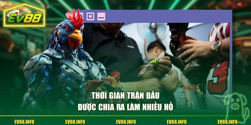 Đá Gà Cựa Tròn Hình Thức Thi Đấu Truyền Thống Kịch Tính 2 Thời gian trận đấu được chia ra làm nhiều hồ